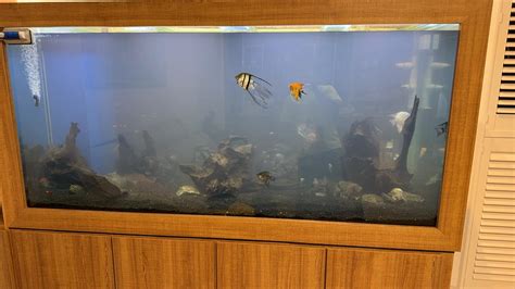 震坤水族|震珅水族商行觀賞魚 